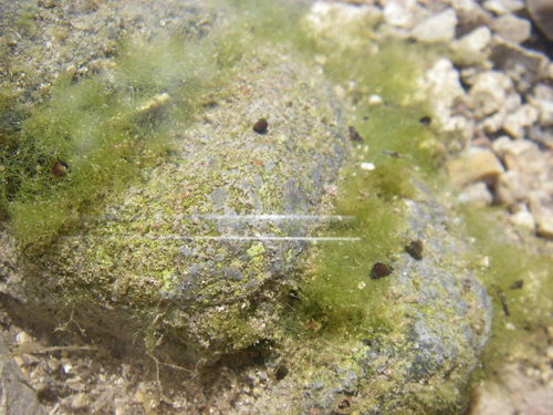 White River Valley Pyrg