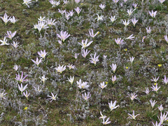 Colchicum bulbocodium versicolor