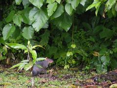 Dasyprocta fuliginosa