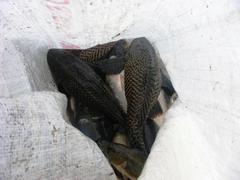 Pterygoplichthys pardalis