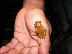 Dendropsophus reticulatus