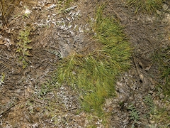 Jurinea stoechadifolia