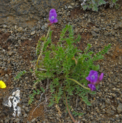 Oxytropis arctica taimyrensis