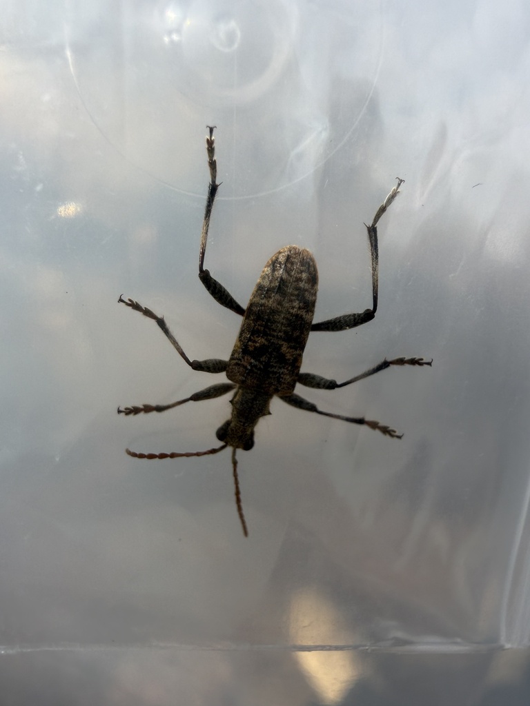 Rhagium pseudojaponicum