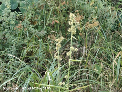 Yefen (Fuirena umbellata)