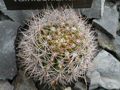 Gymnocalycium mostii