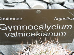 Gymnocalycium mostii