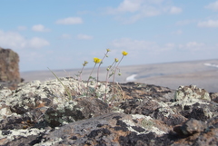 Potentilla × prostrata
