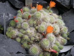 Aylostera