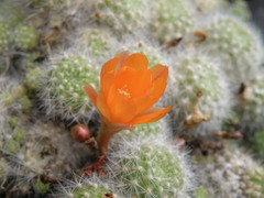 Aylostera