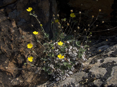 Potentilla × prostrata
