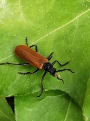 Cantharis palliata