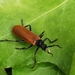 Cantharis palliata - Photo (c) Adrián Freije Rodríguez, some rights reserved (CC BY-NC), uploaded by Adrián Freije Rodríguez