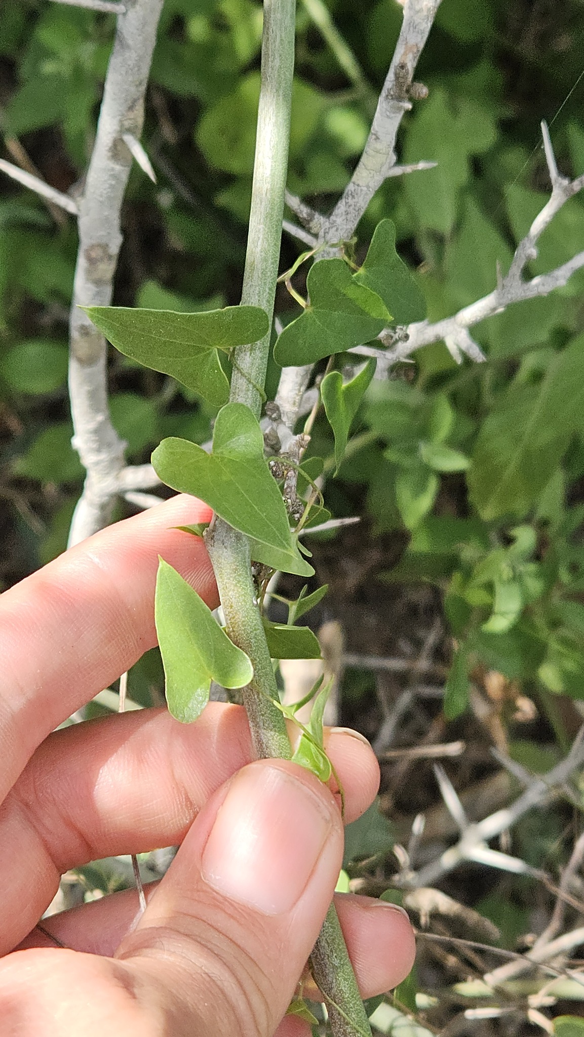 Imagem de Dioscorea sylvatica