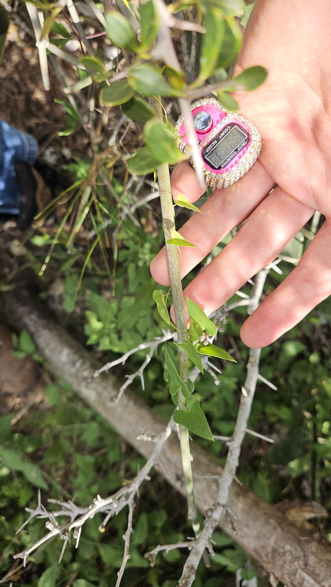 Imagem de Dioscorea sylvatica