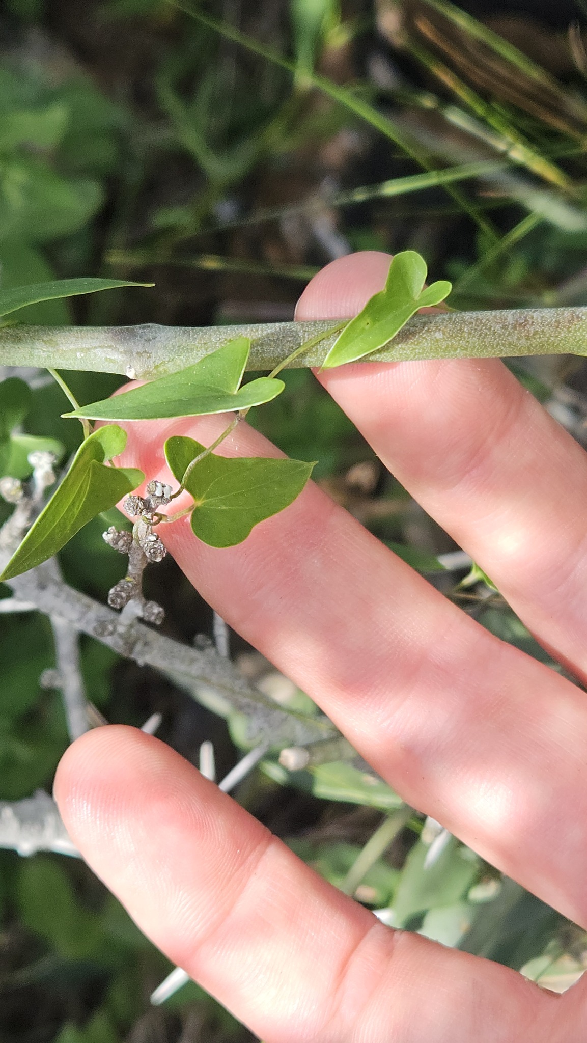 Imagem de Dioscorea sylvatica
