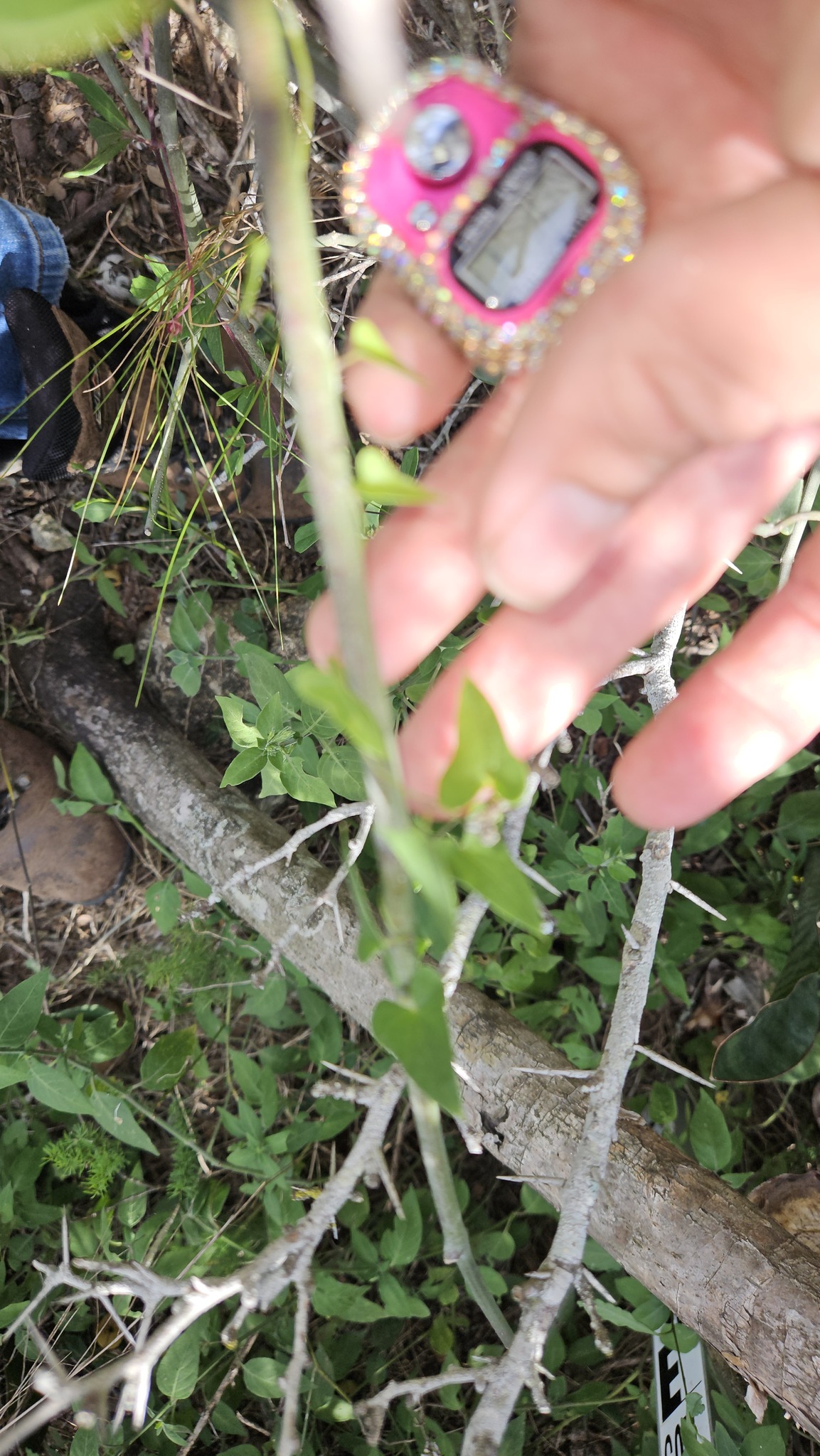 Imagem de Dioscorea sylvatica