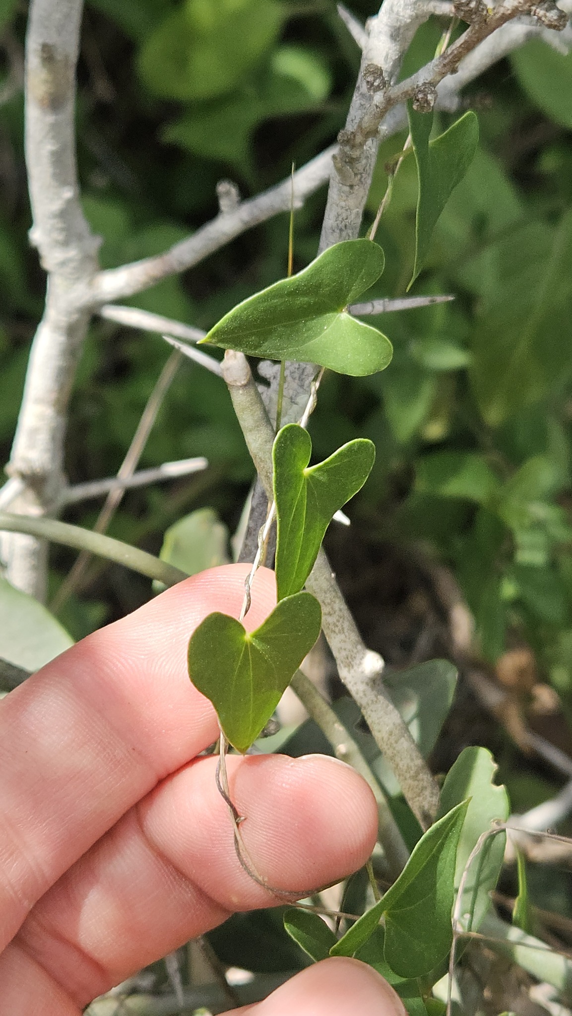 Imagem de Dioscorea sylvatica