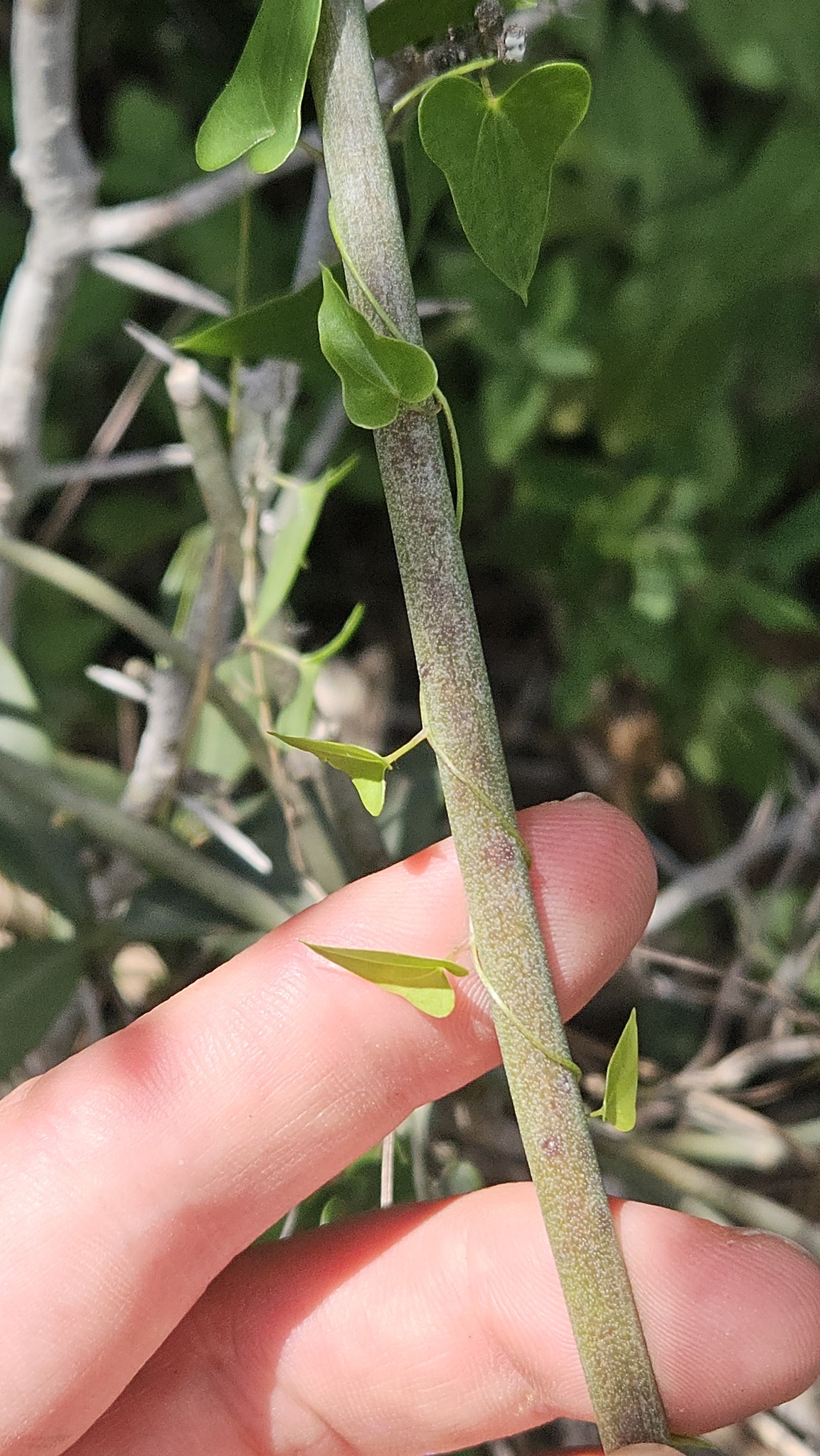 Imagem de Dioscorea sylvatica