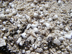 Tryonia clathrata