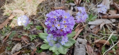 Primula denticulata