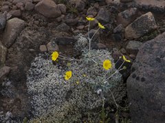 Potentilla × prostrata