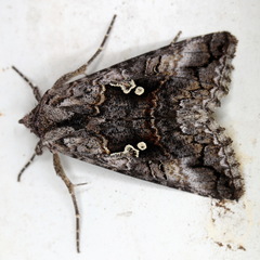 Syngrapha interrogationis