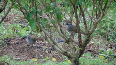 Arremonops conirostris