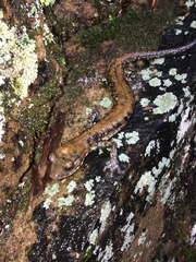 Plethodon petraeus