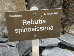 Aylostera