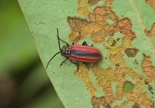Sangariola fortunei