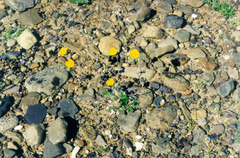 Potentilla × prostrata