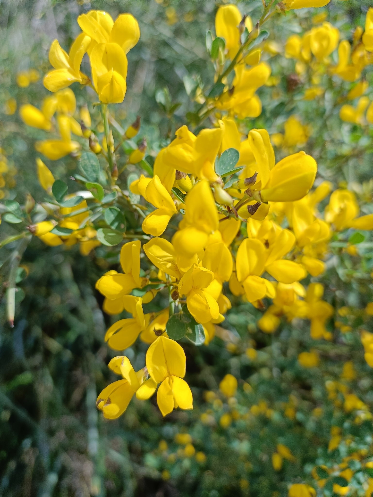 Thorny Broom (Calicotome spinosa)
