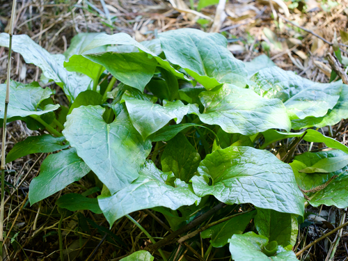 Heart-leaved Lily (Cardiocrinum cordatum)