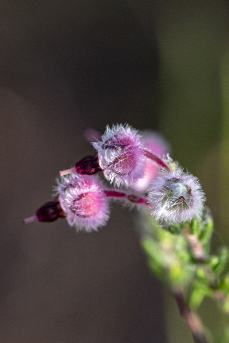 Kapok Heath (Erica bruniades)