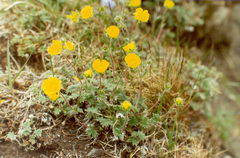 Potentilla × prostrata