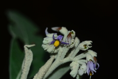 Solanum giganteum