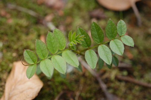Bush Vetch (Vicia sepium)