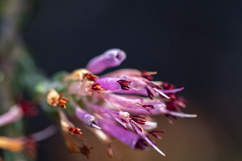 Lip Heath (Erica labialis)