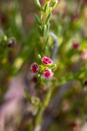Ridgeseed Heath (Erica axillaris)