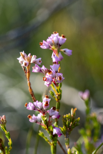 Coppice Heath (Erica articularis)