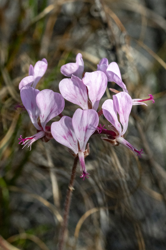 Bunny-ear Storksbill (Pelargonium dipetalum)