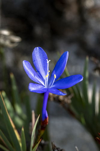Splendid Bushiris (Nivenia stokoei)