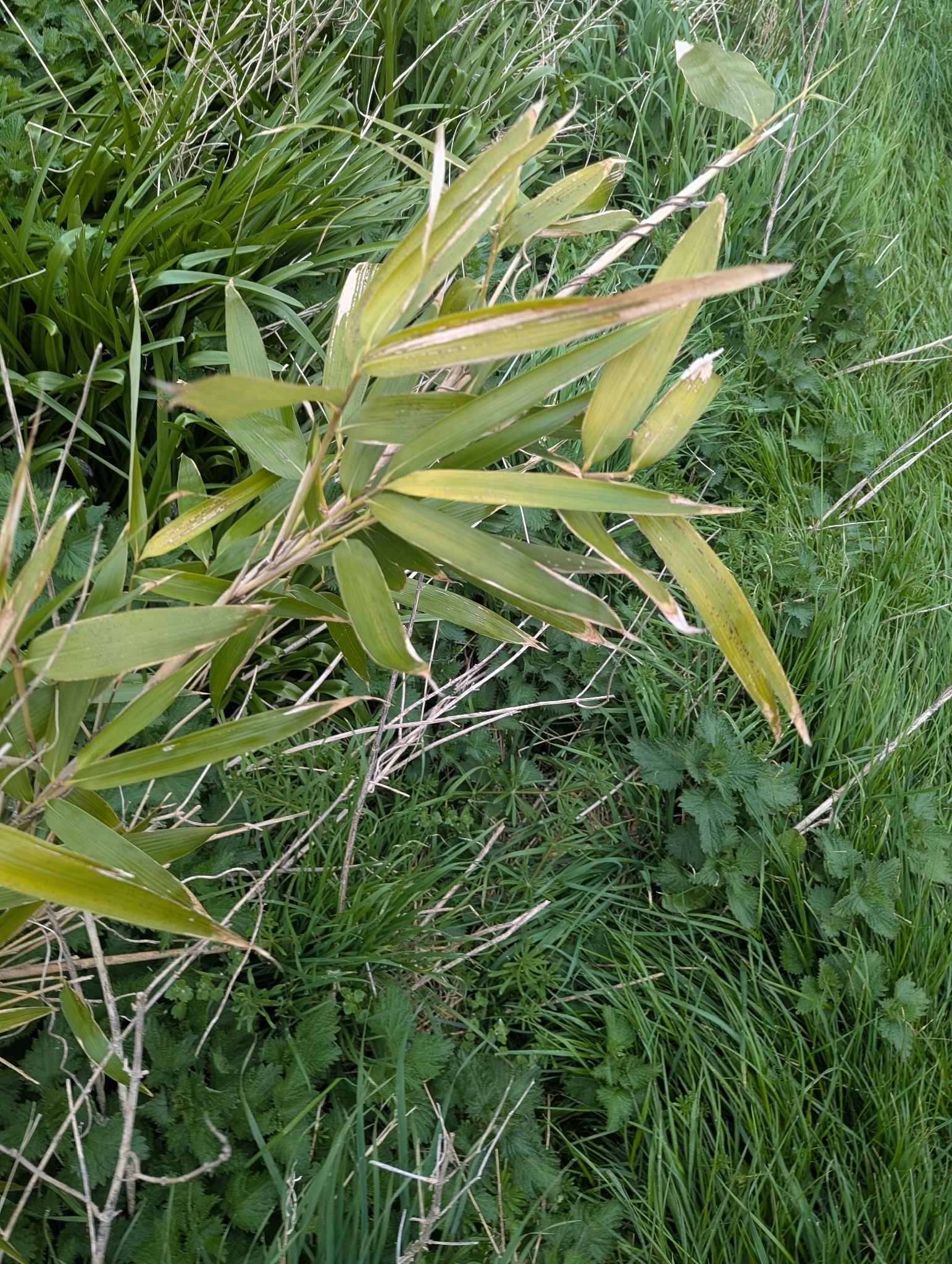 Arrow Bamboo (Pseudosasa japonica)