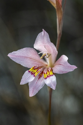 Martleys Gladiolus (Gladiolus martleyi)