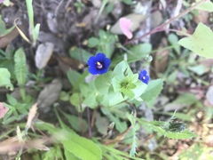 Anagallis