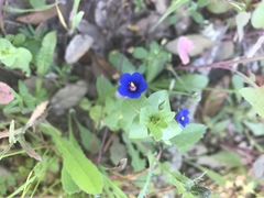 Anagallis