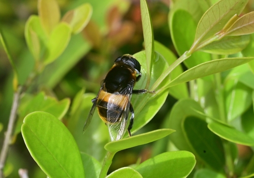 Phytomia zonata
