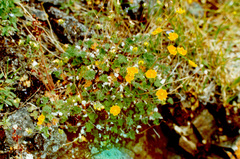 Potentilla × prostrata