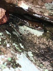 Plethodon petraeus